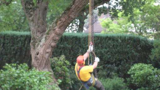 bomen rooien in Reek
